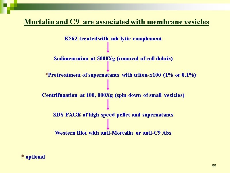 55 Mortalin and C9  are associated with membrane vesicles K562 treated with sub-lytic
